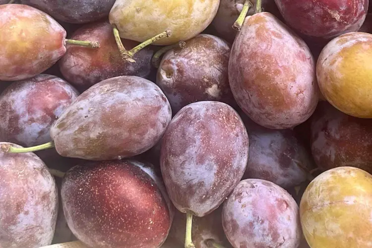 新疆西梅，纯甜 4斤/筐