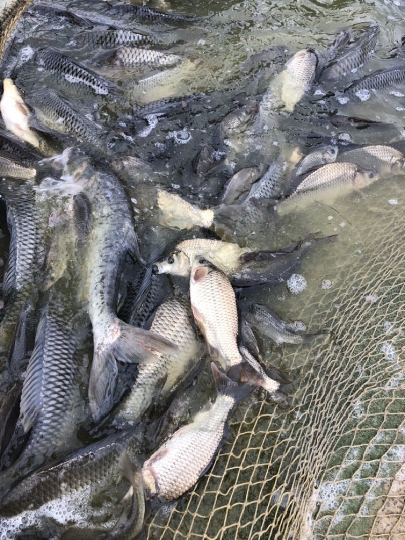 批发各种淡水鱼