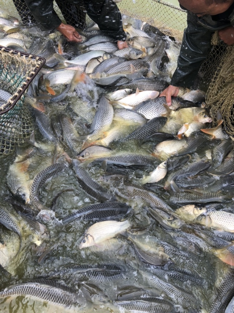 批发各种淡水鱼