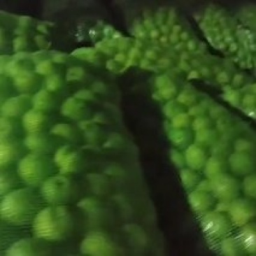 山西青皮核桃大量出售