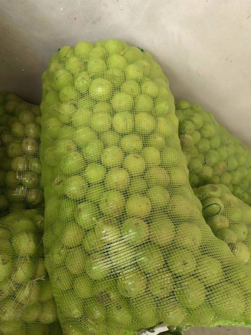 山西青皮核桃大量出售