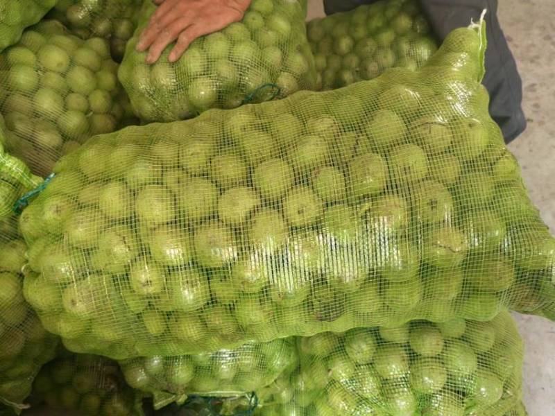 山西青皮核桃大量出售