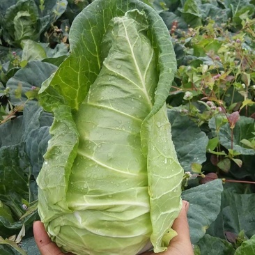 牛心菜