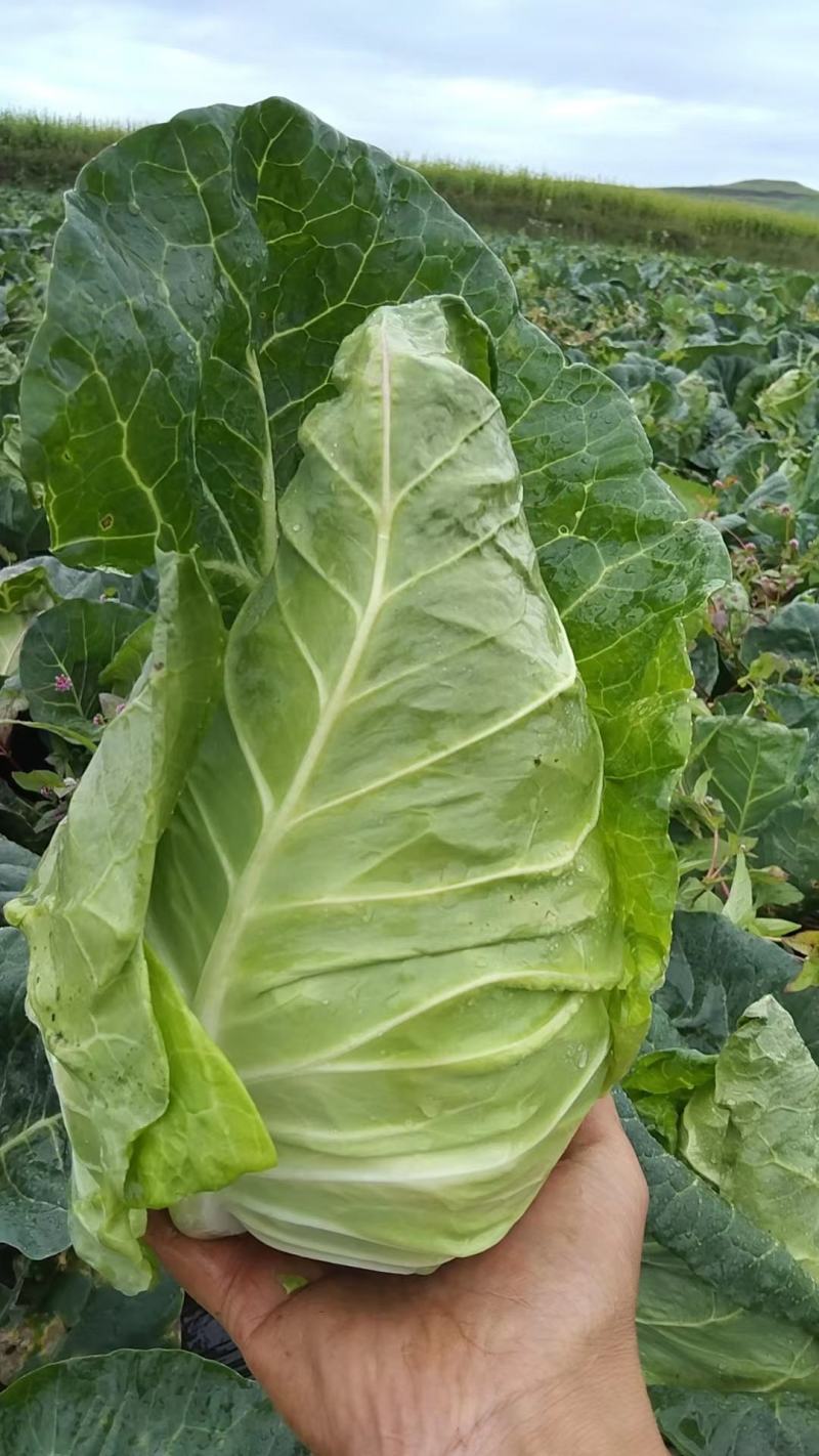 牛心菜