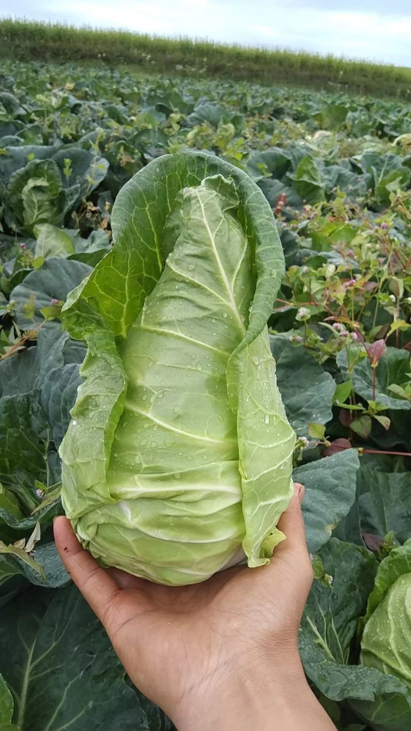 牛心菜