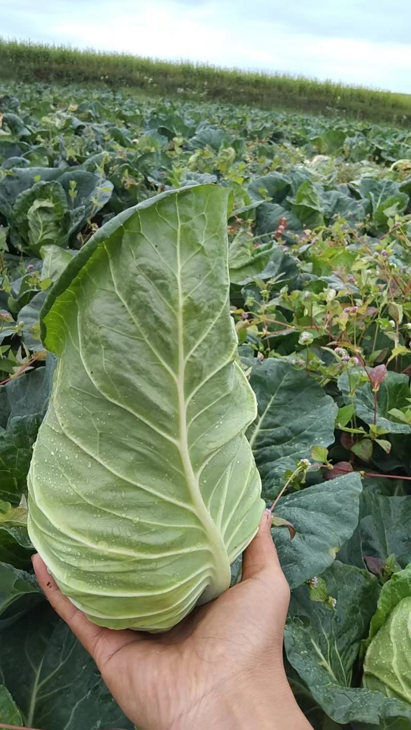 牛心菜