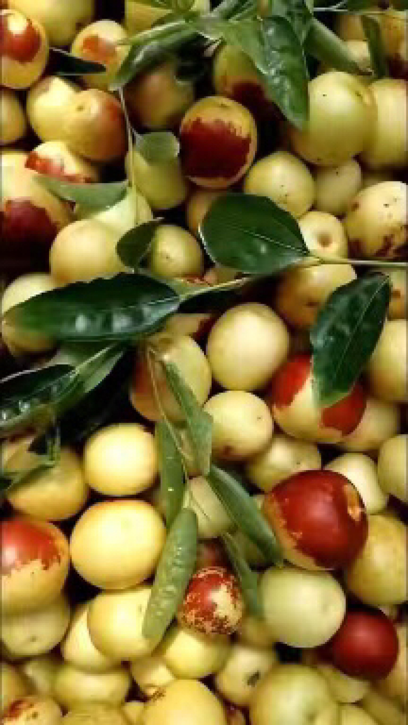 大棚冬枣-产地直发-品质保证-支持验货-可视频看货
