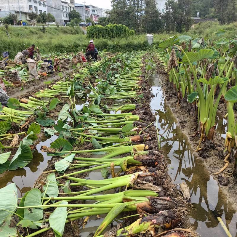福建槟榔芋，芋头，产地直销，一手货源，对接全国批发商，
