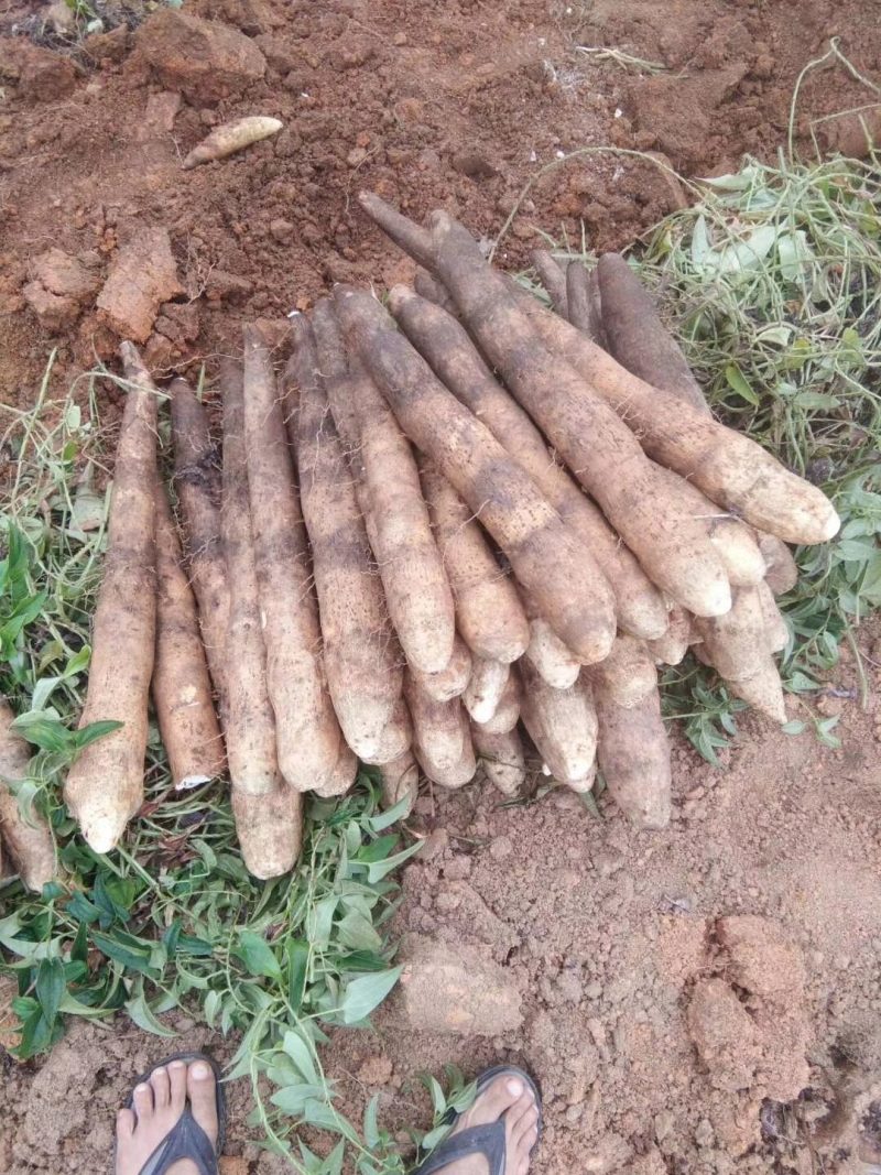 广西黑鬼淮山药，大量上市，产地一手货源基地直发价钱便宜