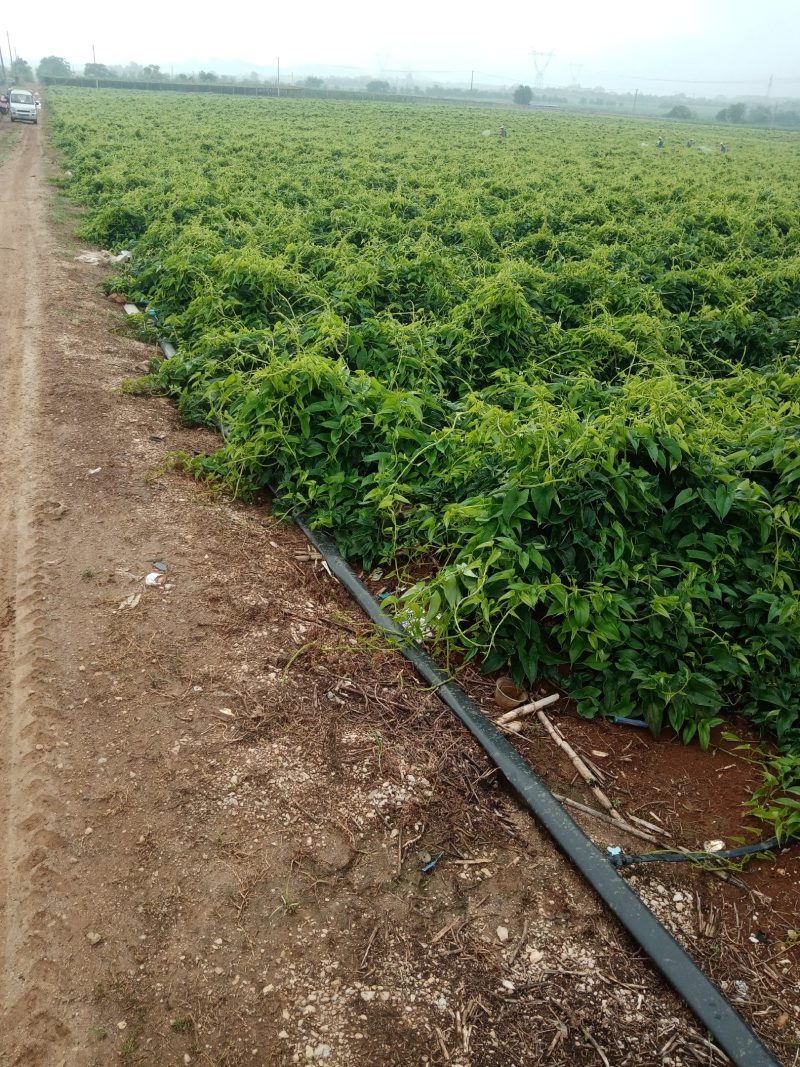 广西黑鬼淮山药，大量上市，产地一手货源基地直发价钱便宜