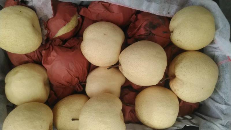 梨蒲城酥梨产地直发一手货源新货量大代发全国