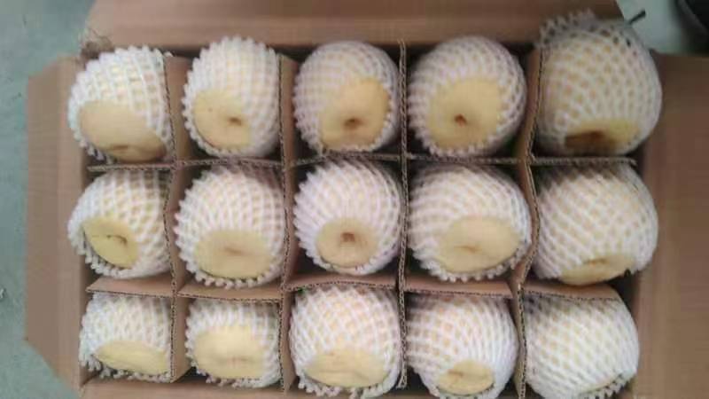 梨蒲城酥梨产地直发一手货源新货量大代发全国