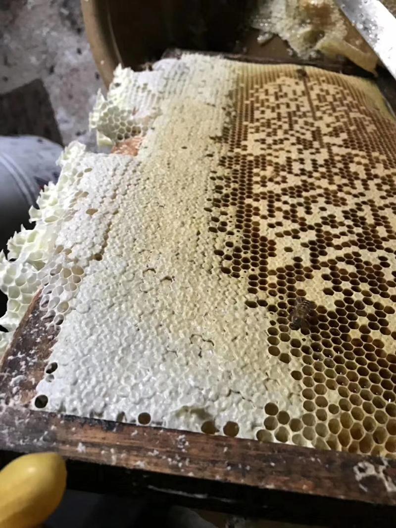 江西农村土蜂蜜山区天然百花蜂蜜欢迎咨询