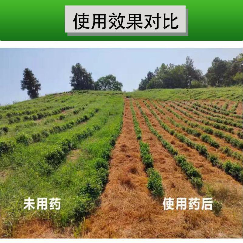 砍柴刀62%草甘膦麦草畏三氯吡氧乙酸芦苇水花生杂草除草剂