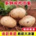 凉薯豆薯地瓜大量现货量大从优欢迎订购