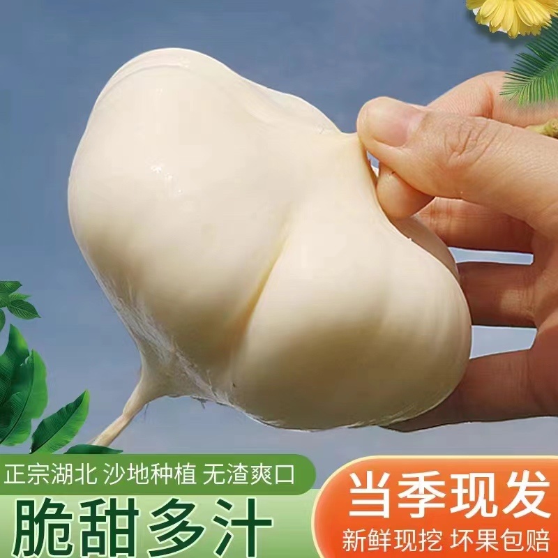 凉薯豆薯地瓜大量现货量大从优欢迎订购
