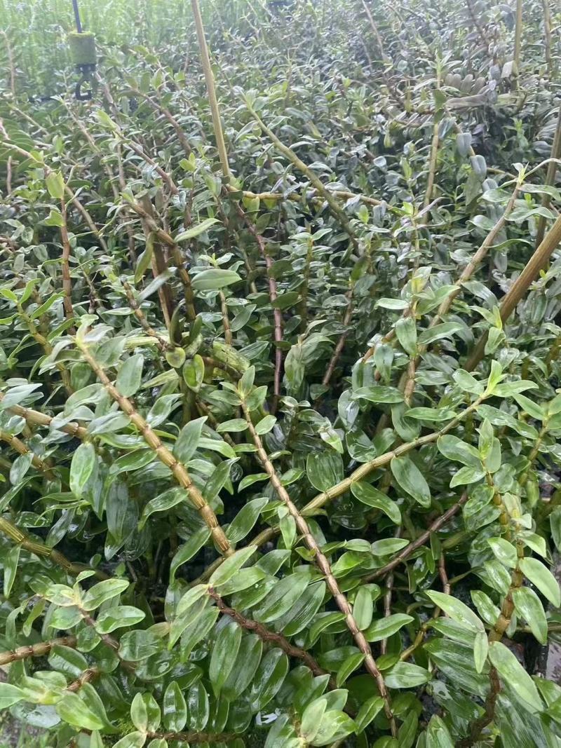 正宗云南铁皮石斛切片枫斗切片铁皮石斛干片精选仿野生鲜条石
