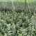 正宗云南铁皮石斛切片枫斗切片铁皮石斛干片精选仿野生鲜条石