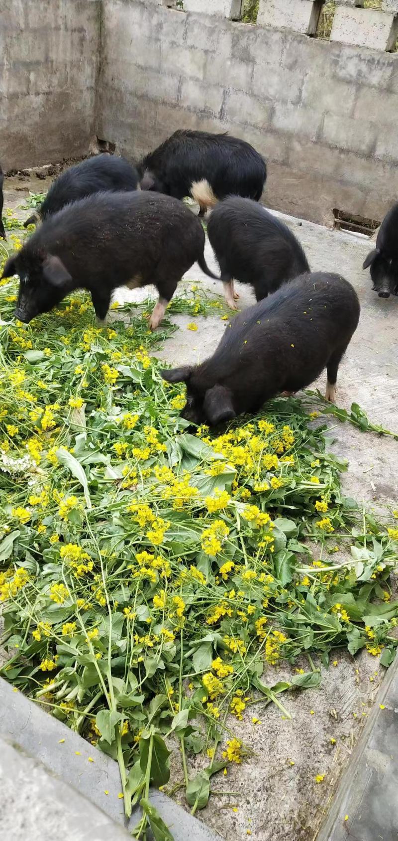 [热卖]贵州遵义藏香猪肉猪肉厂家直发品质保证