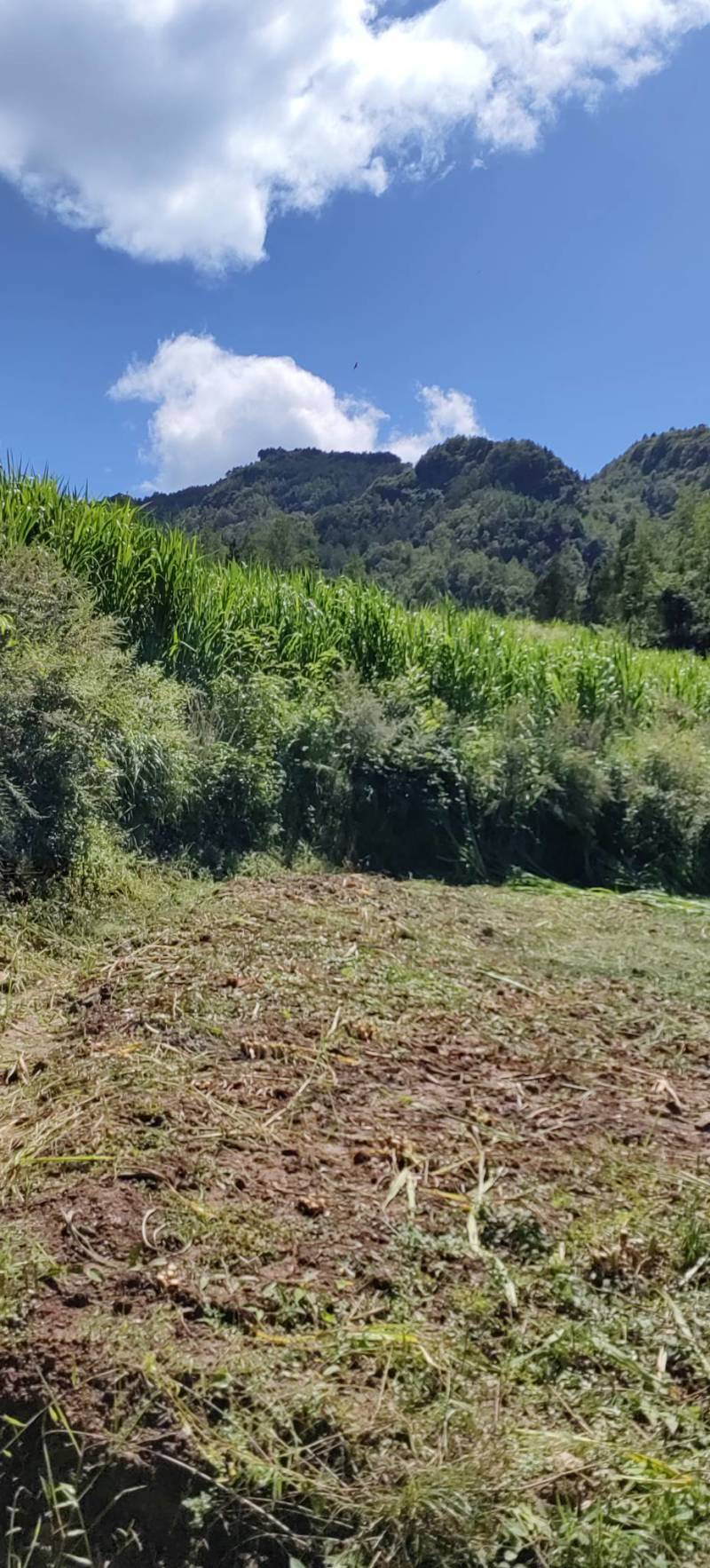 优质牧草青储饲料喂牛喂羊专用产地直供