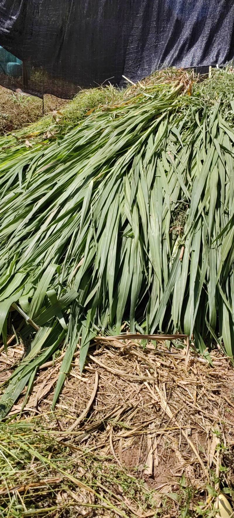 优质牧草青储饲料喂牛喂羊专用产地直供