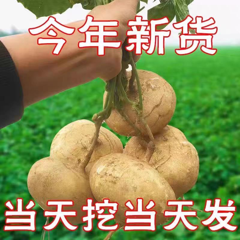 地瓜凉薯豆薯沙葛产地一手货源量大从优支持发货