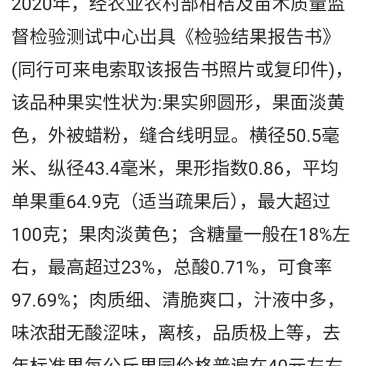 龙李树苗蜂糖李优化品种高产高抗裂果龙李嫁接芽条子