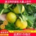 宜昌特早蜜橘皮薄汁多味甜无核无渣皮毛干净全国发货
