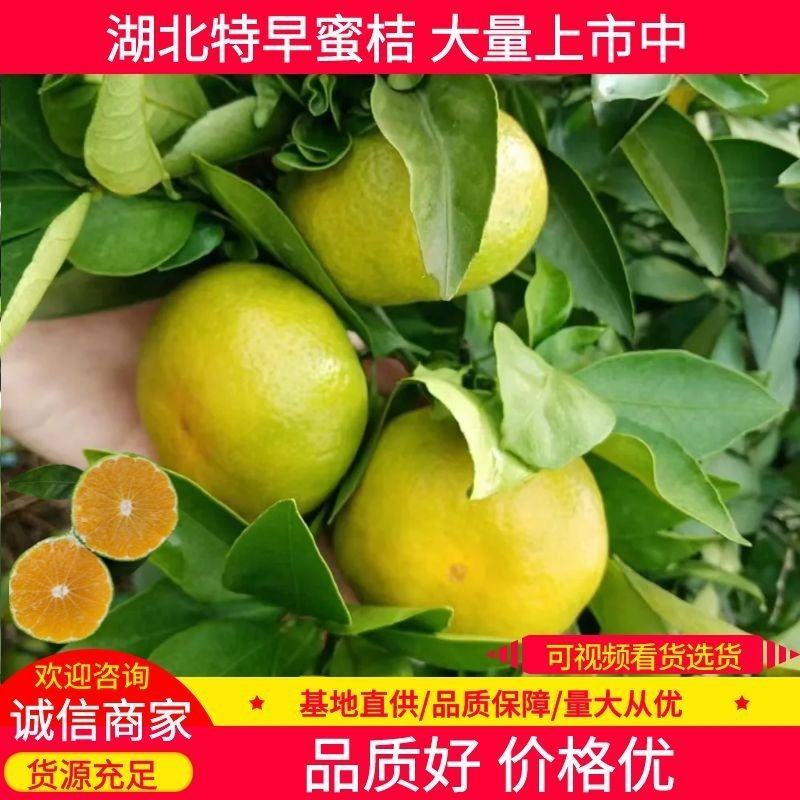 宜昌特早蜜橘皮薄汁多味甜无核无渣皮毛干净全国发货