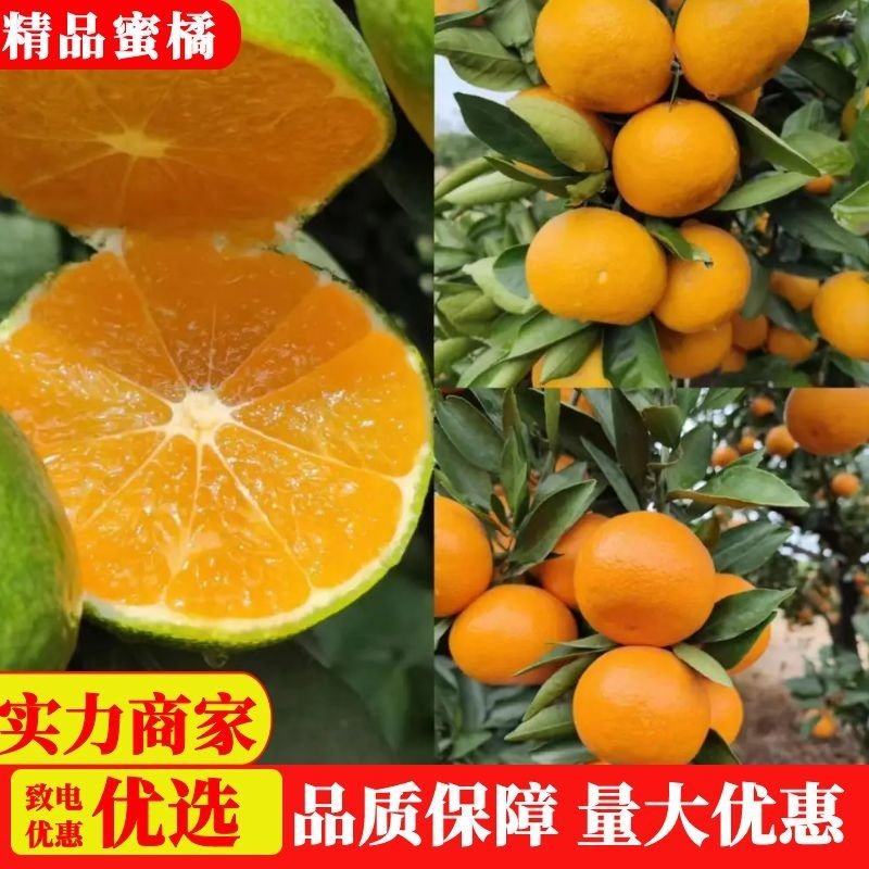 云南特早蜜橘果大皮薄味甜货源充足量大从优现摘现发