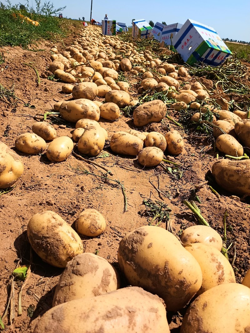 V7内蒙土豆大量上市沙地沃土5号