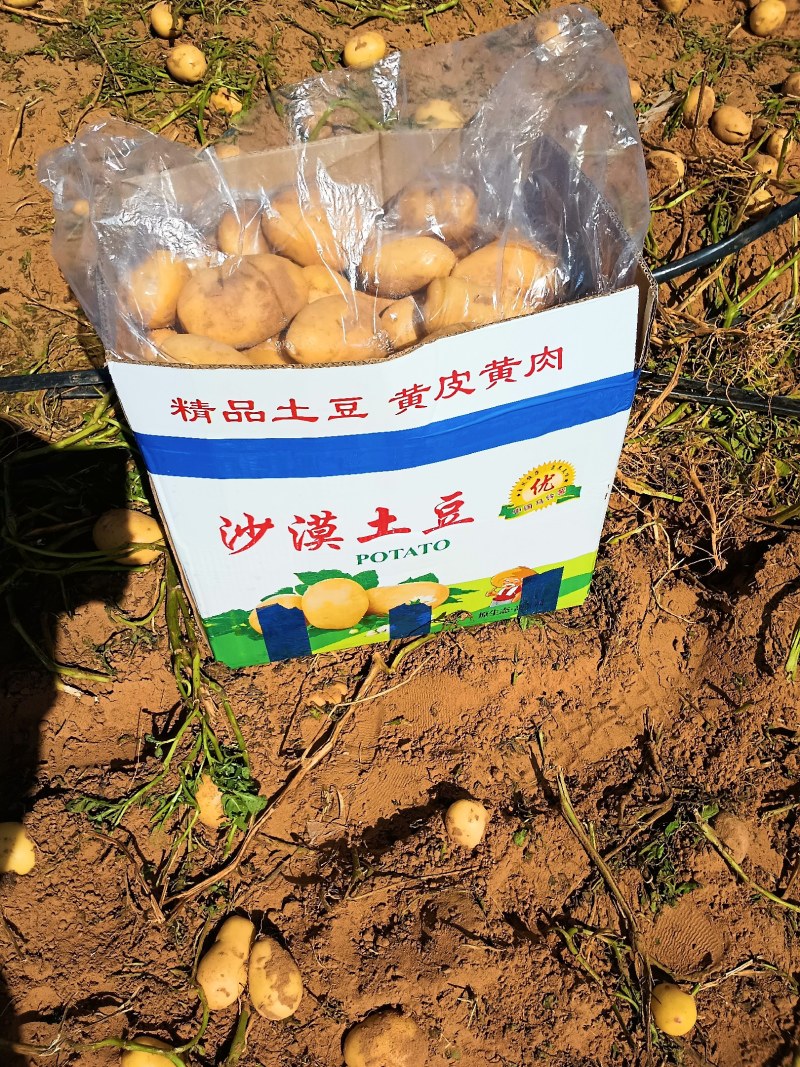 V7内蒙土豆大量上市沙地沃土5号