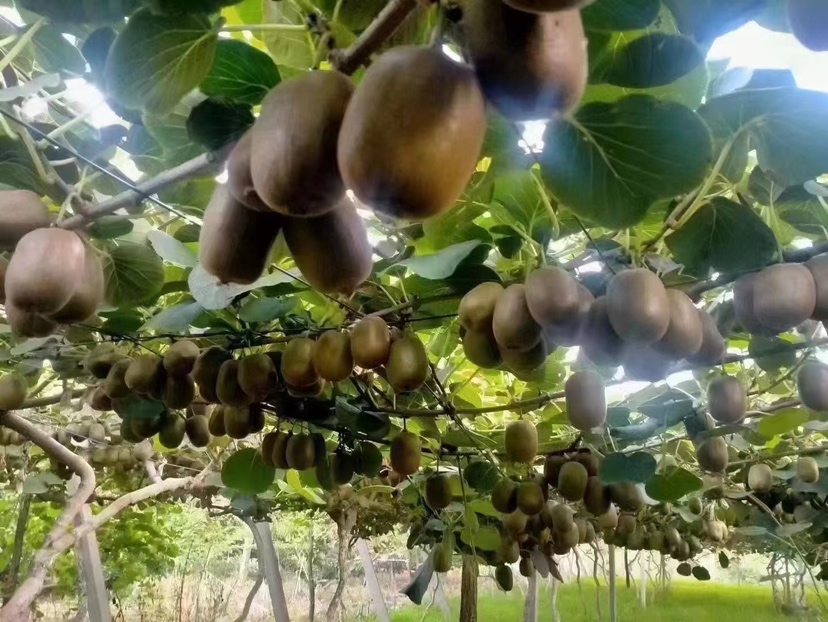 果园采摘绿心猕猴桃