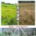 惠光春多多41%草甘膦异丙胺盐果园茶园荒地等烂根连根