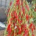 高椒保银829朝天椒