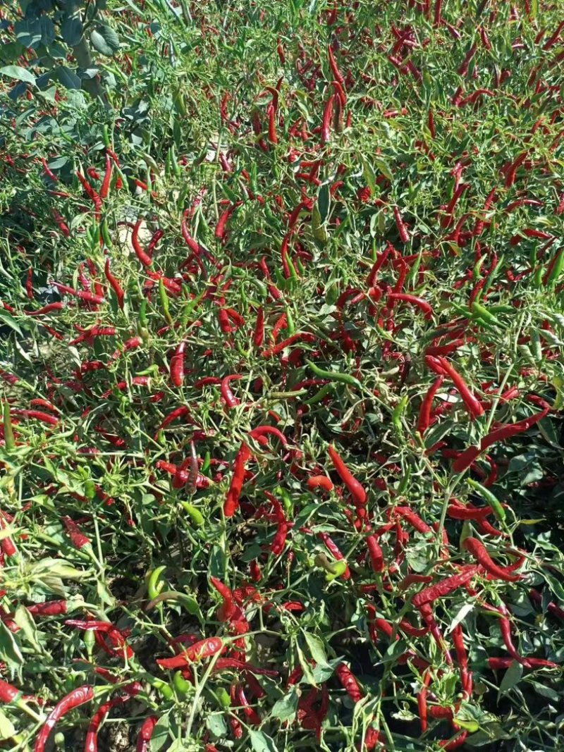 高椒保银829朝天椒