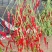 高椒保银829朝天椒