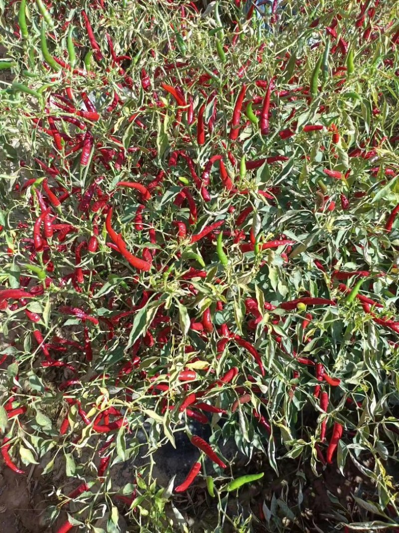 高椒保银829朝天椒