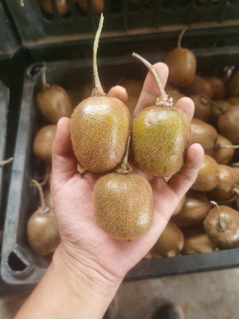 徐香小果