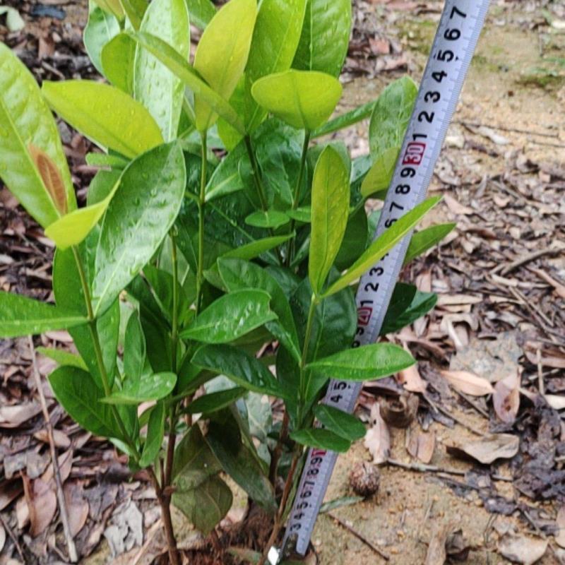 7斤袋大叶龙船花
