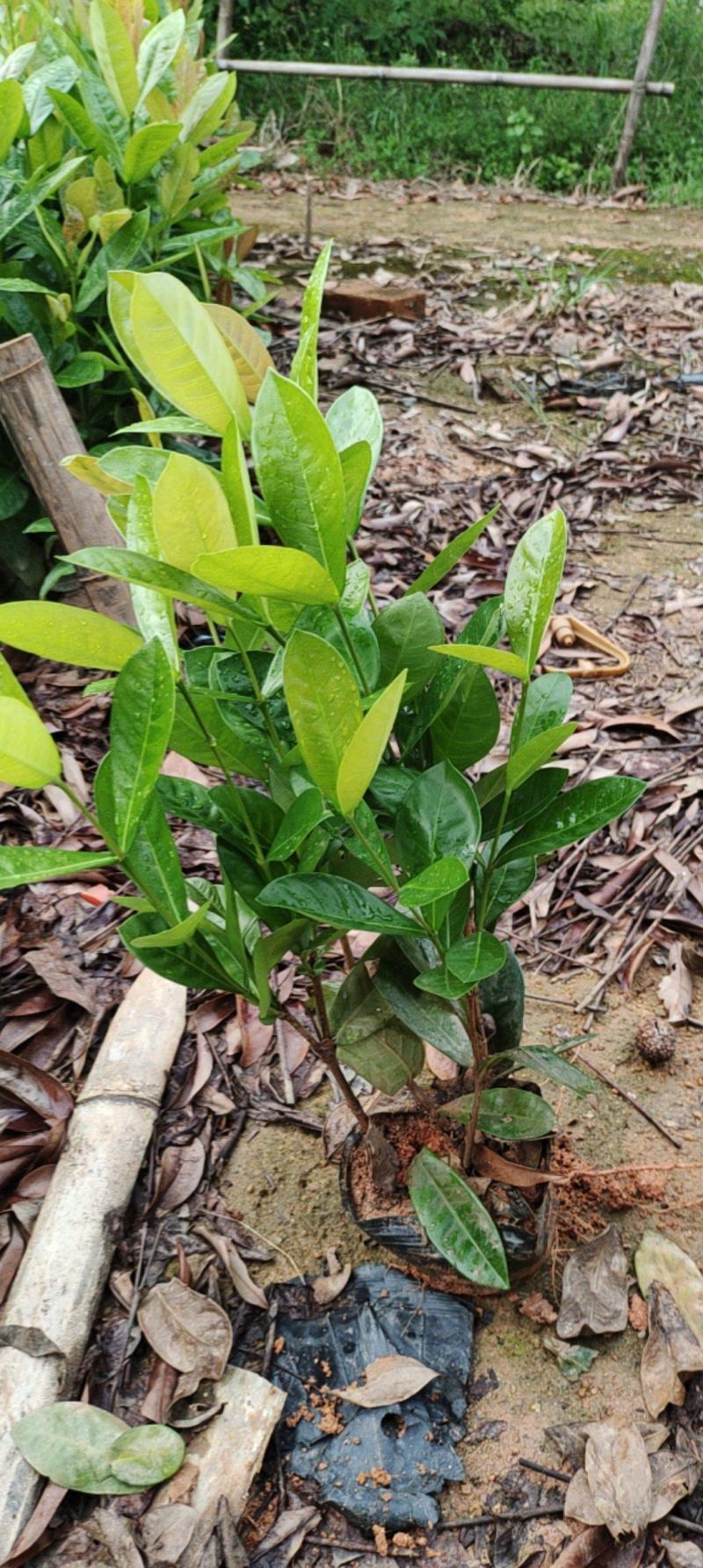 7斤袋大叶龙船花