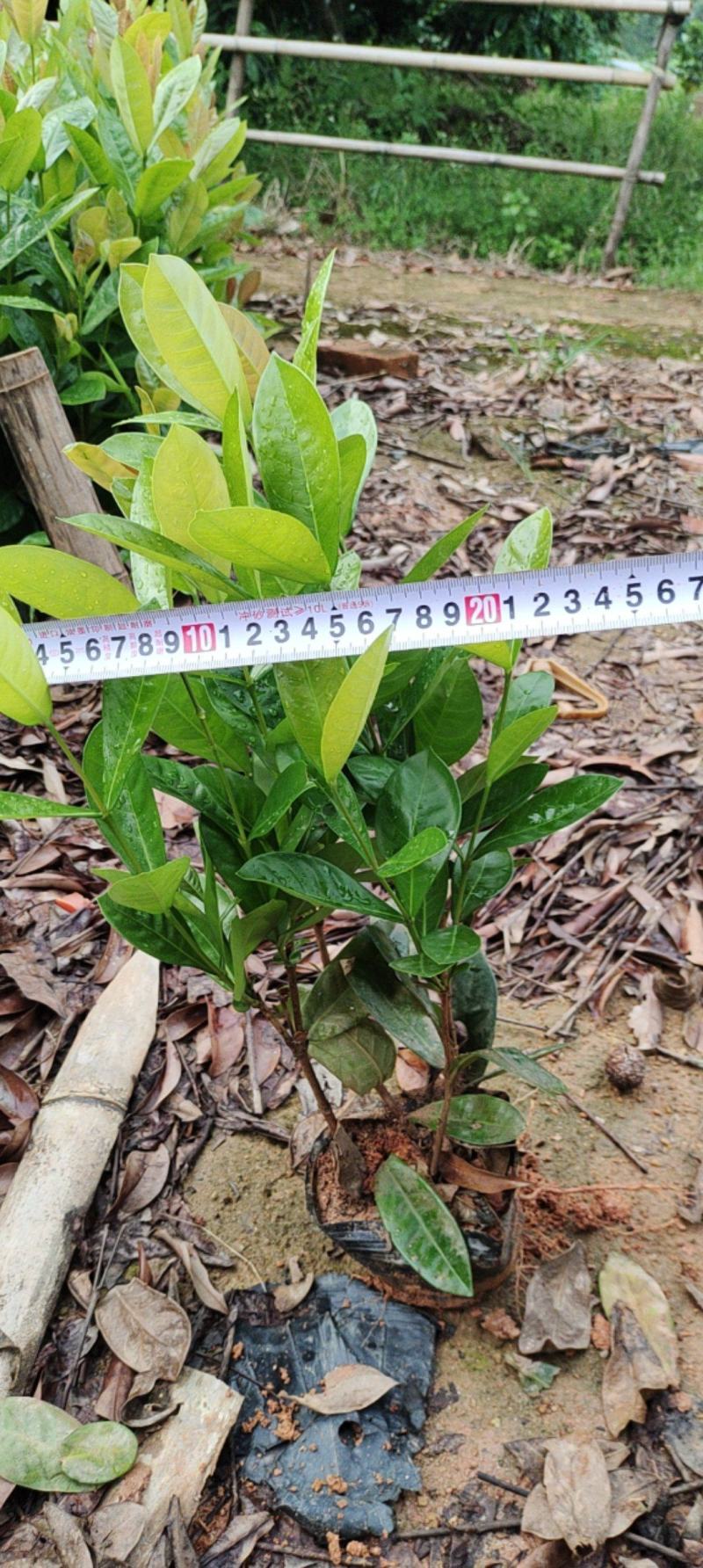 7斤袋大叶龙船花