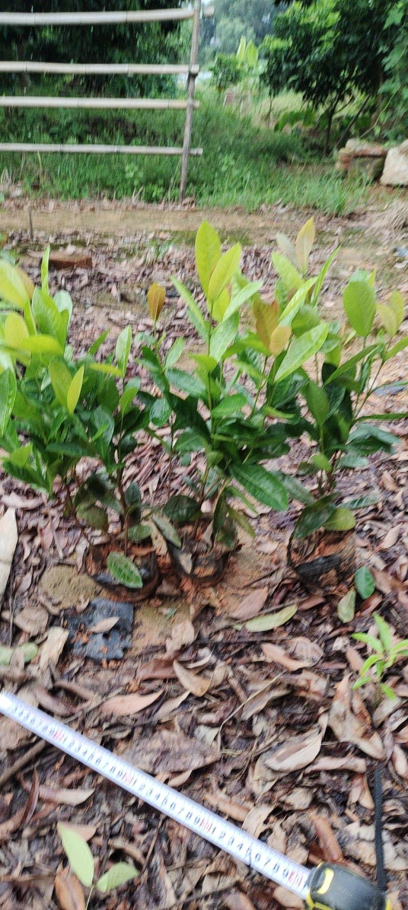 7斤袋大叶龙船花
