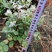 7斤袋雪花木，〈白雪木〉，品质保证，诚信第一，价格优惠