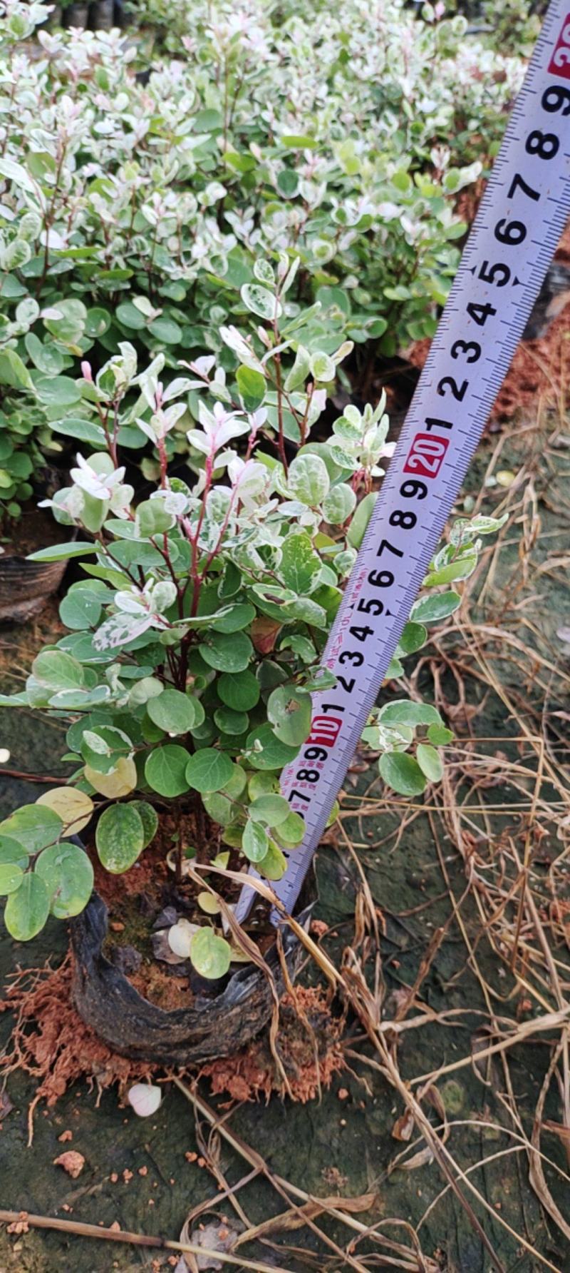 7斤袋雪花木，〈白雪木〉，品质保证，诚信第一，价格优惠