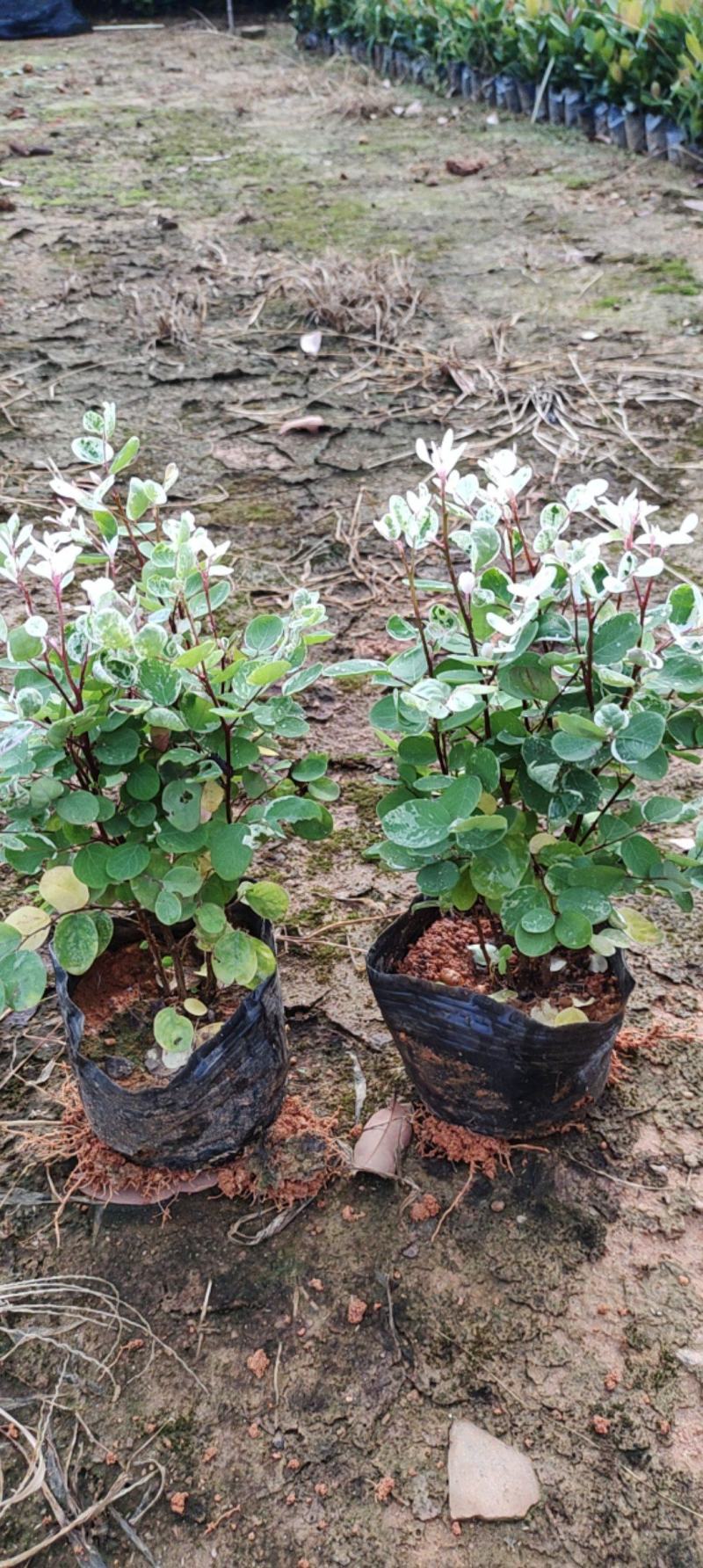 7斤袋雪花木，〈白雪木〉，品质保证，诚信第一，价格优惠