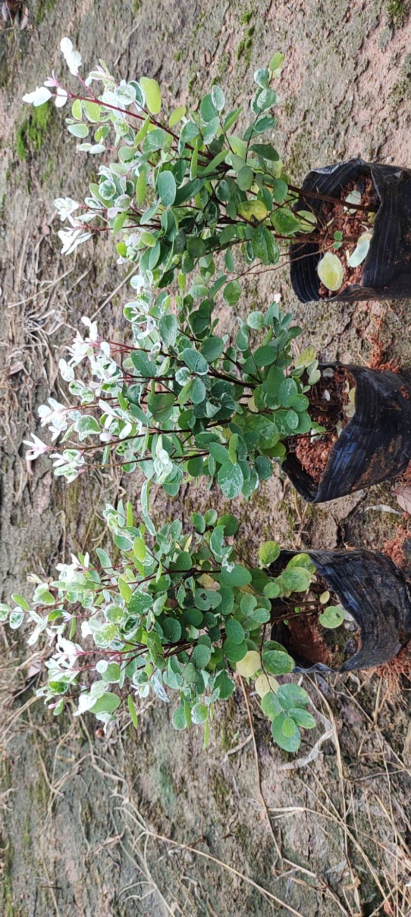 7斤袋雪花木，〈白雪木〉，品质保证，诚信第一，价格优惠