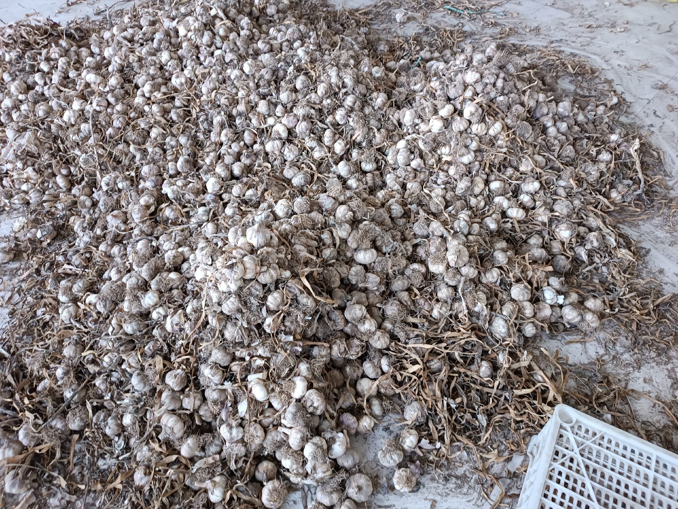 大蒜采收与晾晒