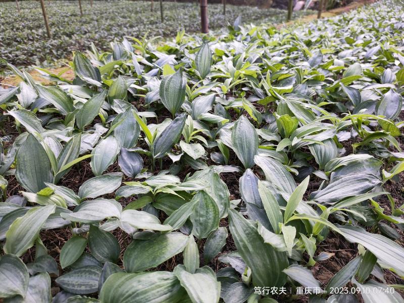 黄精种子高杆大叶不倒苗川黄精