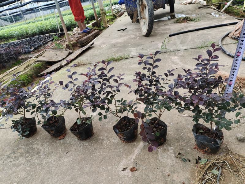 红继木基地自产自销，品质保证，价格优惠诚信经营